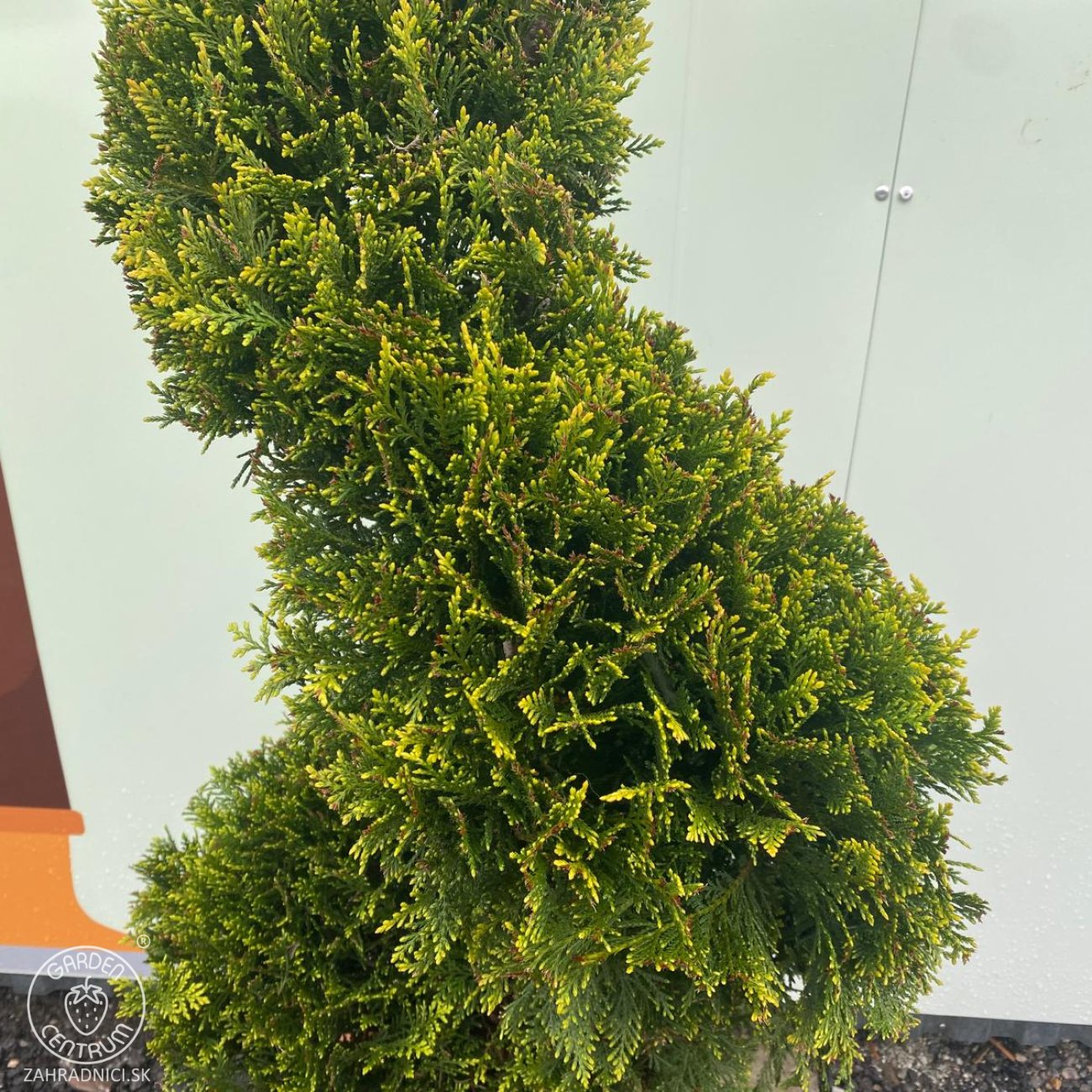 Obrázok Cyprusovec leylandský (Cupressocyparis leylandii) ´CASTLEWELLAND GOLD´- výška 150-160 cm, kont. C24L - ŠPIRÁLA
